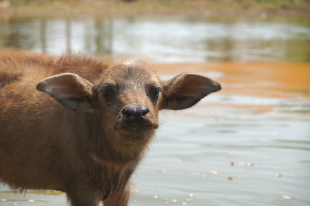 Calf in the fieldの写真素材