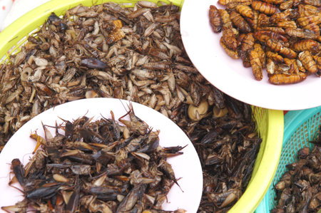 the exotic menu in thailand is fried insectの写真素材