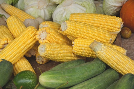 yellow ear of cornの写真素材