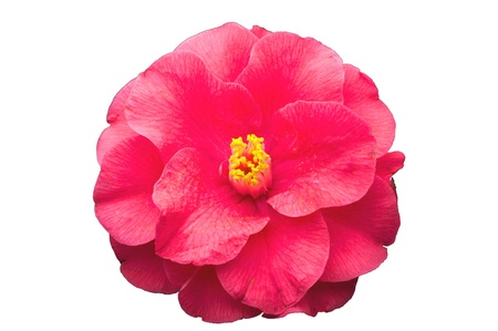 Peony flower  ,white backgroundの写真素材