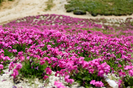 Many ground pinks were planted in the whole area and were like a wonderful deep pink carpetの写真素材