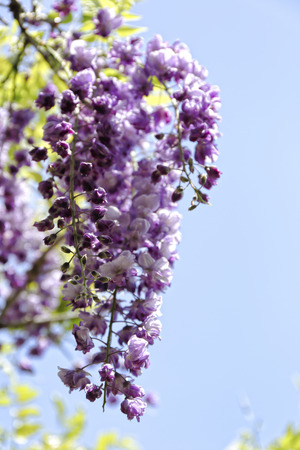 A lot of wisteria bloomed in the botanical gardenの写真素材
