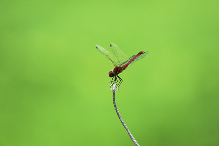 Sympetrum/The red dragonfly which stops at the favorite place many timesの写真素材