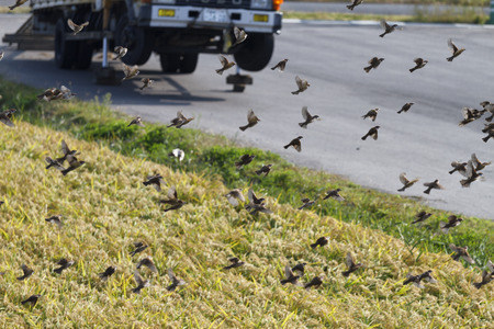sparrows/Small birds to be surprised atの写真素材