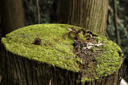 a stump of a tree and The tree which I took in the middle of a mountain pathの写真素材