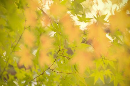 autumn colour of leavesの写真素材