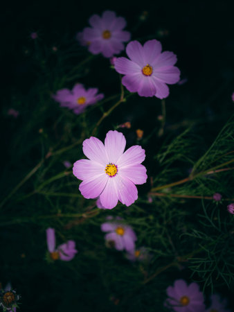 Cosmos was blooming in the backyardの写真素材