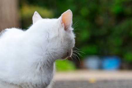 When I went to the temple, there was a friendly cat there.の写真素材