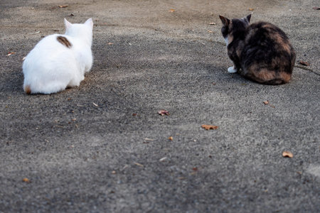 When I went to the temple, there was a friendly cat there.