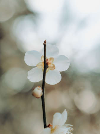 The plum blossoms that bloom on the way to work convey the sign of spring.の写真素材