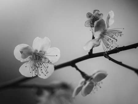 The plum blossoms that bloom on the way to work convey the sign of spring.の写真素材