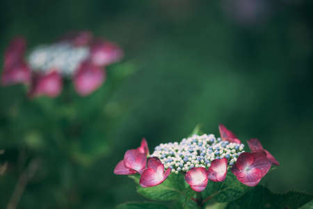 Enjoy the colors of hydrangea flowers found all over Japan.の写真素材