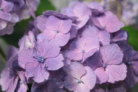 Enjoy the colors of hydrangea flowers found all over Japan.