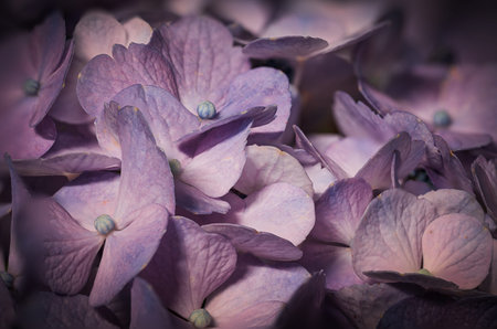 Enjoy the colors of hydrangea flowers found all over Japan.