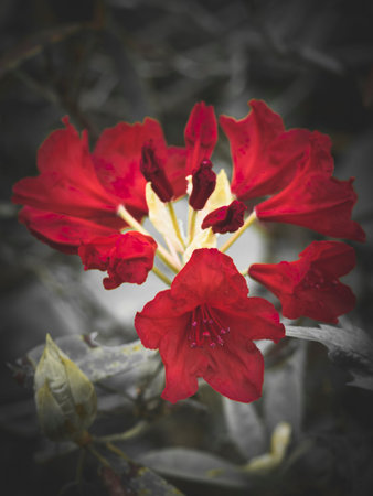 I took a walk in the park in the gloomy rain.の写真素材