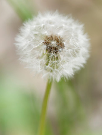 A scene from the countryside of Japan that is everywhere you visit at will