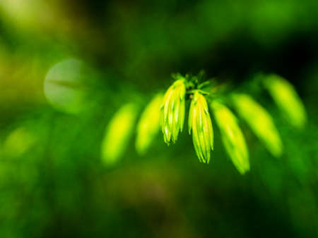 When you go out with a camera, plants are indispensable as a subject.の写真素材