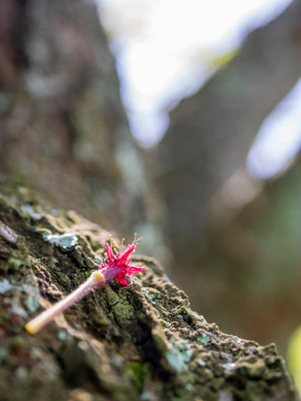 When you go out with a camera, plants are indispensable as a subject.