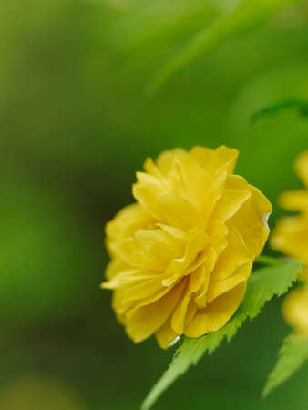 When you go out with a camera, plants are indispensable as a subject.の写真素材