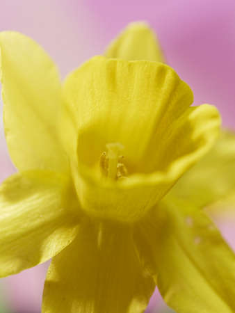 When you go out with a camera, plants are indispensable as a subject.の写真素材