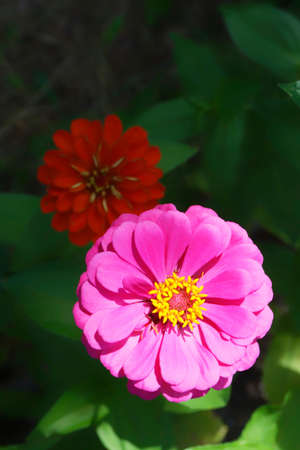 When you go out with a camera, plants are indispensable as a subject.の写真素材