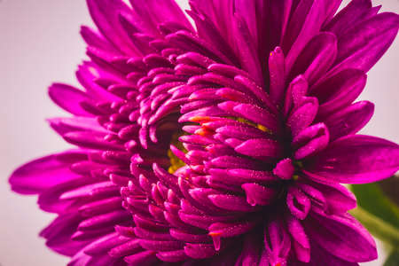 I took some chrysanthemums in a vase. They have various facial expressions.の写真素材