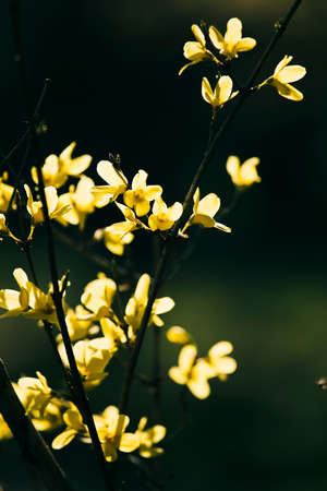 Landscape with spring light, parks and flowers.の写真素材