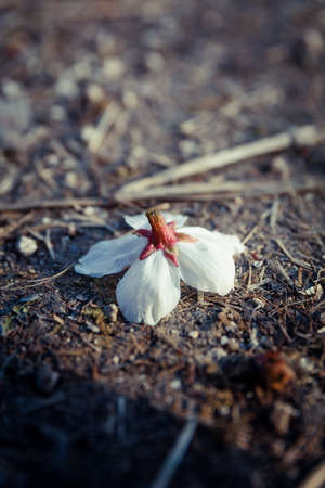 Spring light, a walk along the river, a landscape with flowers.の写真素材