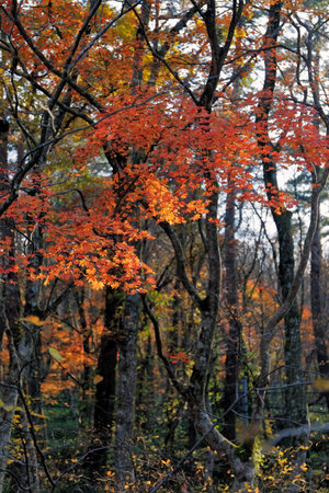 I went hiking in the fall. The destination is Mt. Daisen. Blessed with the weather, it was...
