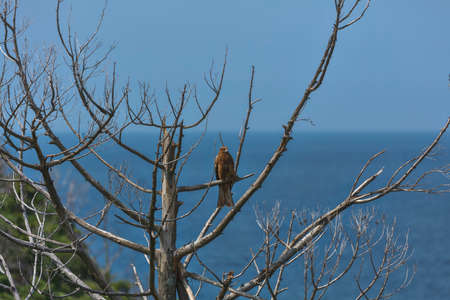 Milvus migrans, Black Kite - Forest cleanerの写真素材