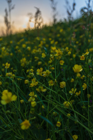 sunset on the meadow with buttercups, nature seriesの写真素材