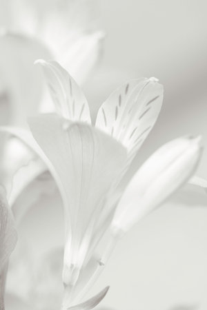 Alstroemeria,Lily of the Incas - Its beauty changes depending on the light it receives.の写真素材