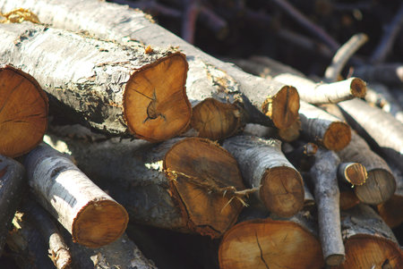 Firewood of the fireplace