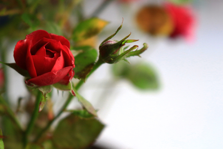 A small red rose blooming beautifully on the background of whiteの写真素材