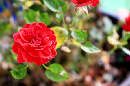 A small red rose that bloomed beautifullyの写真素材
