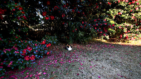 Calico cat sitting on the lawn surrounded by camelliaの写真素材