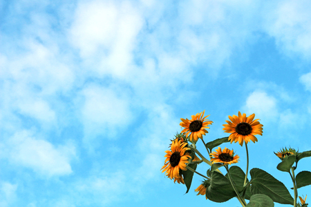 Sunflower extending toward the blue skyの写真素材