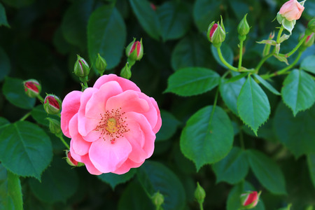 Beautiful rose blooming quietly in the shadeの写真素材