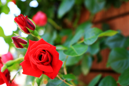 A red rose brightly bloomingの写真素材