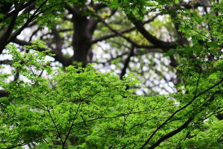 Quiet fresh green forestの写真素材