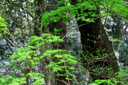 Quiet fresh green forestの写真素材