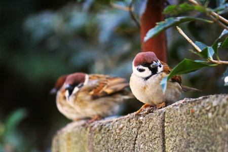 Sparrows resting on a fence