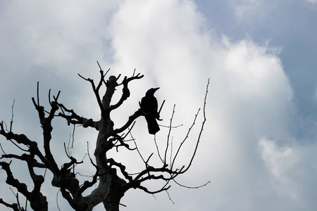 Crow's silhouette standing in the winter Platanus treeの写真素材