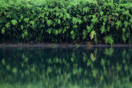A landscape with rich vegetation on the waterside  reflected on the surface of the water