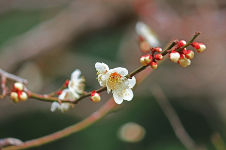 Japanese plum blossoms in early springの写真素材