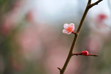 Japanese plum blossoms in early springの写真素材