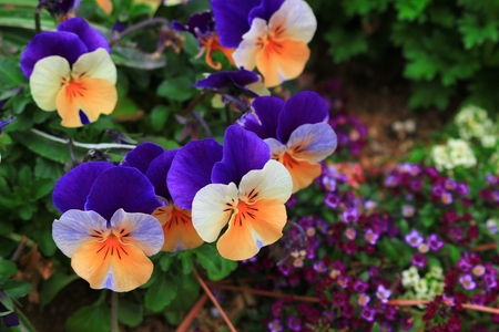 Pansy blooming at the roadside in winterの写真素材