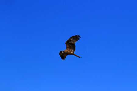 A bird flying in the clear blue sky