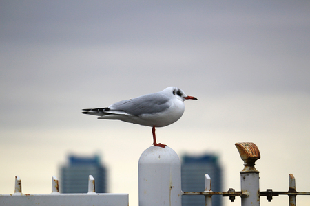 Seagulls at the harborの写真素材