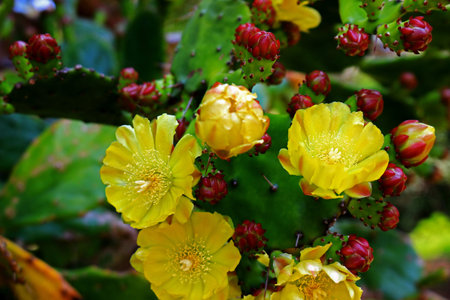 Prickly Pear Cactus Yellow Flowerの写真素材